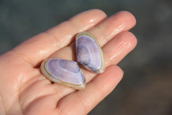 Coquille de mer sur la paume — Photo