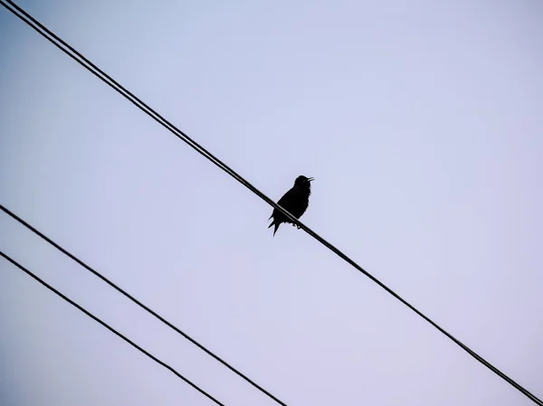 Pequeña silueta de pájaro en un alambre en el cielo — Foto de Stock