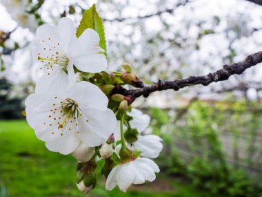 kiraz çiçeği ağacı