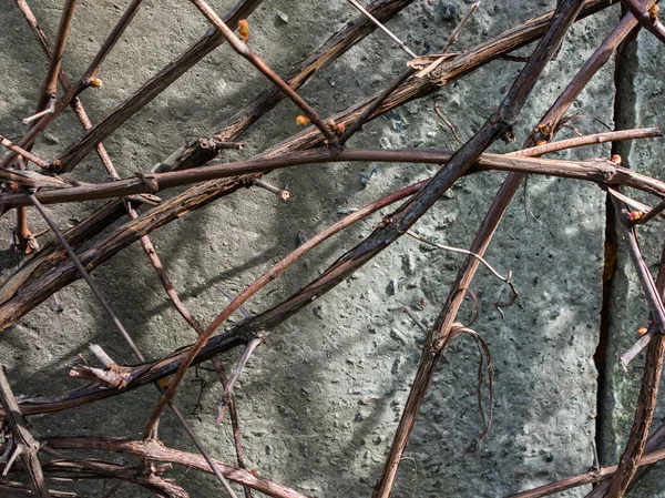 Arka plan duvar asma dalları