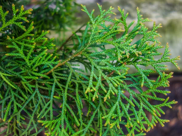 Gröna thuja bakgrund — Stockfoto