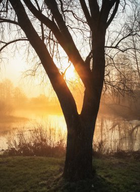 Güneş ışınları ağacı içinde break