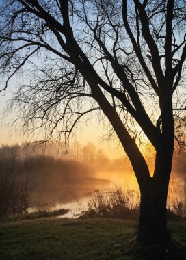 Güneş ışınları ağacı içinde break