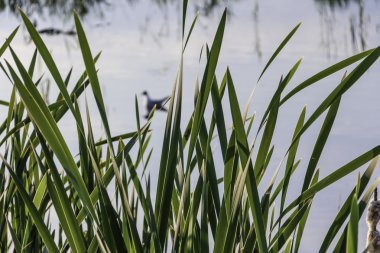 Gölet üzerinde yeşil sazlık