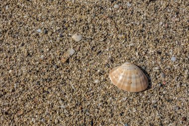 Kabuk üzerinde küçük çakıl taşları