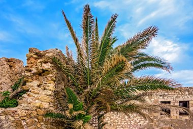 Eski duvar ve palmiye ağacı mahvetti