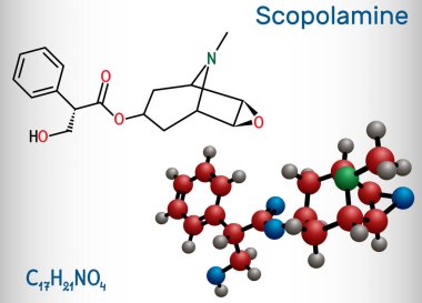 Hyoscine, scopolamine. L-Scopolamine molecule. It is natural plant alkaloid, psychoactive, anticholinergic, antimuscarinic drug. Structural chemical formula and molecule model