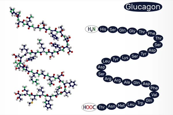 Glukagonmolekylen. Det är 29 aminosyra peptidhormon, används för att behandla lågt blodsocker. 3D-rendering — Stockfoto
