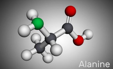 Alanine, L-alanine, Ala, A molekülü. Gerekli olmayan amino asit. Moleküler model. 3B görüntüleme