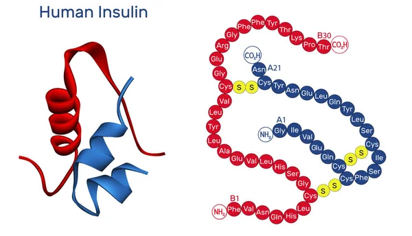 Cząsteczka ludzkiej insuliny. Jest to hormon peptydowy, wytwarzany przez komórki beta trzustki, stosowany w leczeniu hiperglikemii. Model molekularny. Renderowanie 3D — Zdjęcie stockowe