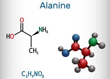 Alanine, L-alanine, Ala, A molekülü. Gerekli olmayan amino asit. Yapısal kimyasal formül ve molekül modeli.