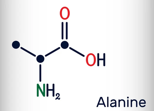 Alanin, L-alanin, Ala, egy molekula. Ez nem esszenciális aminosav. Szerkezeti kémiai képlet Csontváz kémiai képlet — Stock Vector