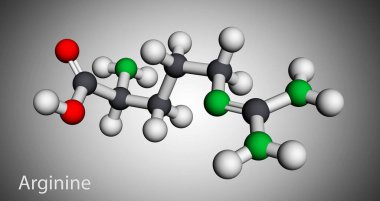 Arginine, L-Arginine, Arg, R temel amino asit molekülü, proteinlerin biyosentezinde kullanılır. Moleküler model. 3 boyutlu görüntüleme. 3B illüstrasyon