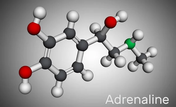 肾上腺素 肾上腺素分子 它是荷尔蒙 神经递质 因其各种重要功能而被用作药物 分子模型 3D渲染 3D插图 — 图库照片