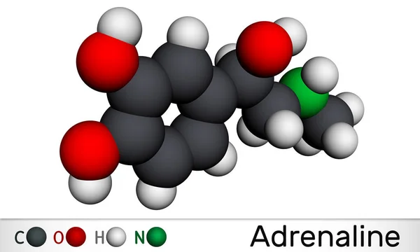 Adrenalin Epinefrin Molekula Hormon Neurotranszmitter Gyógyszer Drogként Használják Különböző Fontos — Stock Fotó