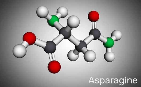 Asparagina Asparagina Molécula Asn Aminoácido Esencial Utilizado Biosíntesis Proteínas Modelo — Foto de Stock