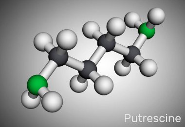 Çürük molekül. Zehirli bir zehir. Biyojenik aminler grubuna ait. Moleküler model. 3B görüntüleme