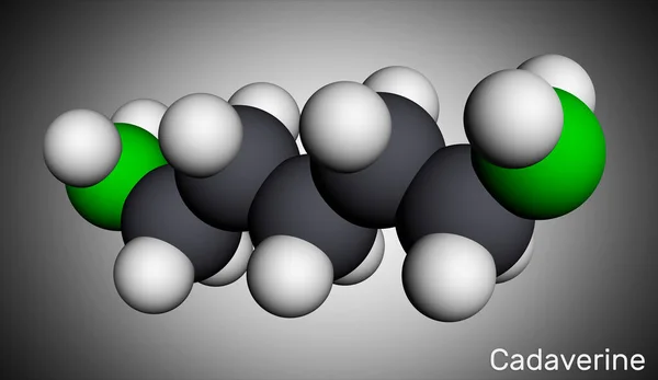 Kadaverin, pentametylendiaminmolekyl. Det är illaluktande diamin som bildas genom bakteriell dekarboxylering av lysin. Molekylär modell. 3D-rendering — Stockfoto