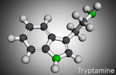 Tryptamine molekülü. Bu aminoalkylindole. Moleküler model. 3 boyutlu görüntüleme. 3B illüstrasyon