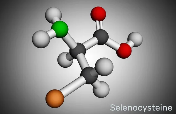 Selenocisteína Selenocisteína Sec Molécula Aminoácido Proteinogénico Análogo Del Selenio Cisteína — Foto de Stock