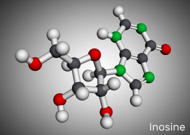 İnosin molekülü. Pürin nükleosit, genellikle tRNA 'da bulunur. Ribofuranose glikozidik bağ ile bağlantılı hipoksantiinden oluşur. Moleküler model. 3 boyutlu görüntüleme. 3B illüstrasyon