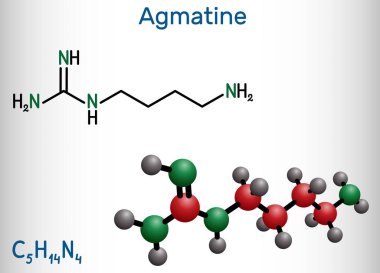 Agmatine molekülü. Bu amino bileşimi, Guanidin üyesi, doğal metabolit Arginine. Yapısal kimyasal formül ve molekül modeli. Vektör illüstrasyonu