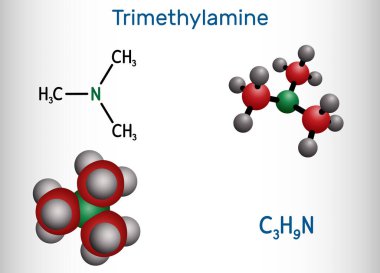 Trimethylamine, TMA molecule. It is amine, methylamine, synthesized by microbial enzymes in gut with involvement of dietary components. Structural chemical formula, molecule model. Vector illustration