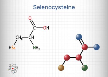 Selenosisteine, L-selenosisteine, Sec, U molekülü. Proteojenik amino asit, selenyum sistein analogu, selenoprotein yapı taşı. Kafesteki bir kağıt parçası. Vektör illüstrasyonu