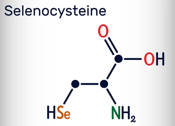 Selenocisteína Selenocisteína Sec Molécula Aminoácido Proteinogénico Análogo Del Selenio Cisteína — Vector de stock