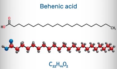 Behenik asit, molekül. Doktanoik asit, düz zincir, uzun zincirli doymuş yağ asidi. Yapısal kimyasal formül ve molekül modeli. Vektör illüstrasyonu