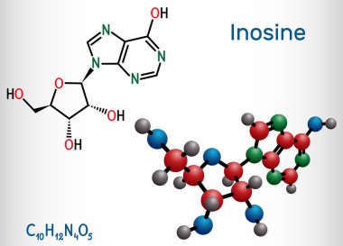 İnosin molekülü. Pürin nükleosit, genellikle tRNA 'da bulunur. Ribofuranose glikozidik bağ ile bağlantılı hipoksantiinden oluşur. Yapısal kimyasal formül, molekül modeli. Vektör illüstrasyonu