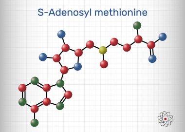 S-Adenozil metiyonin, SAM-e, SAM molekülü. Bu sülfonyum betaine, cosubstrate, metil grup transfer reaksiyonlarına karışan koenzim. Kafesteki bir kağıt parçası. Vektör illüstrasyonu