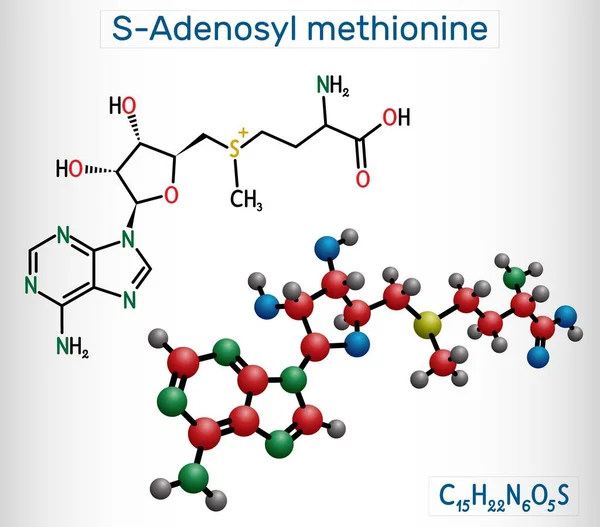 Adenosyl Metionina Sam Molécula Sam Sulfonio Betaína Cosustrato Coenzima Implicada — Vector de stock