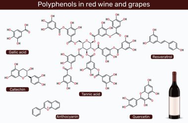 Kırmızı şarap ve üzümlü polifenol. Resveratrol, katechin, galik asit, tanenik asit, quercetin ve anthocyanin molekülleri. Vektör illüstrasyonu