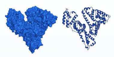 Albumin protein molekülü. Beyaz zemin üzerinde insan serumu Albumin (HSA) 3D yüzey modeli ve kurdele karikatür yapısal modeli. 3 boyutlu görüntüleme. Görüntü