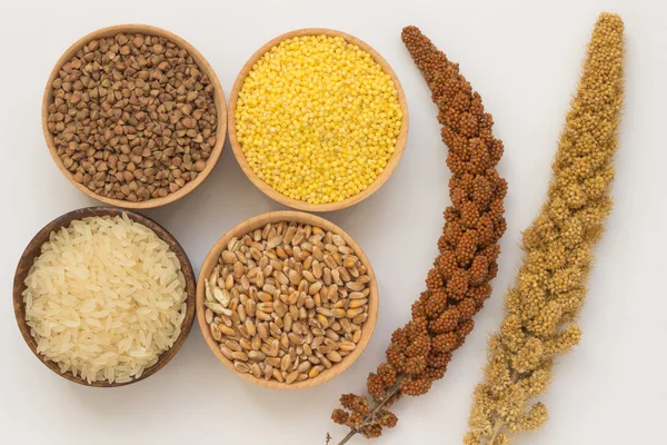 Kırmızı darı, sarı darı dal dal