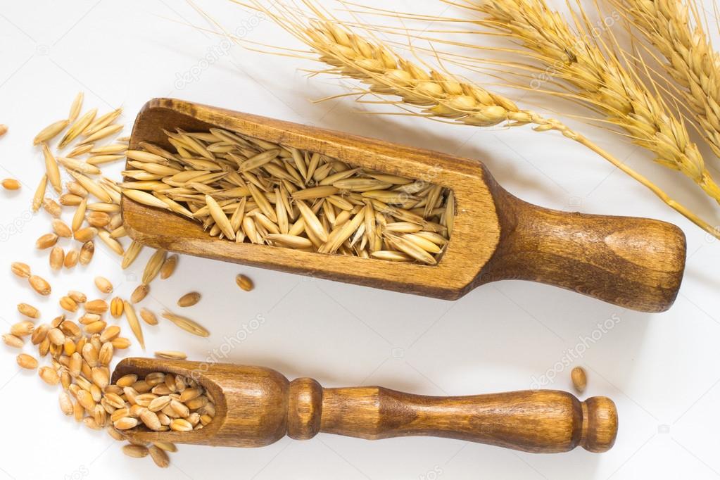 Wheat in small wooden spoon. Oats in a large wooden spoon