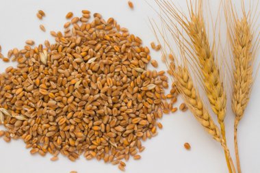 Buğday ve buğday taneleri dal