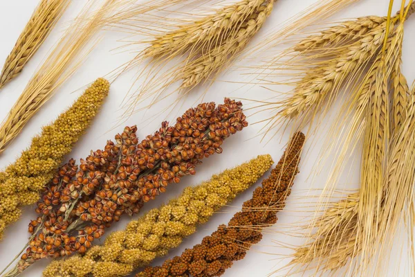 Kvist av gula och röda millet. Sorghum. Kvistar av vete — Stockfoto