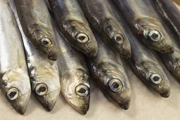 Zee vis haring die zijn neergelegd in twee rijen — Stockfoto
