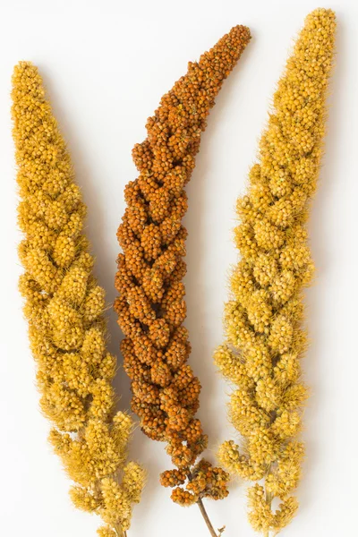 Two twig yellow millet and a sprig of yellow millet on a white — Stock Photo, Image