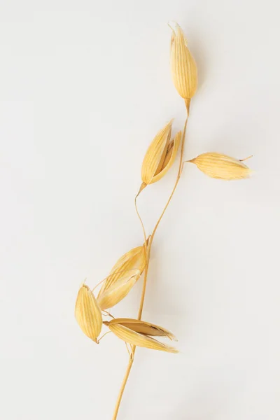 Una ramita de avena sobre un fondo blanco — Foto de Stock