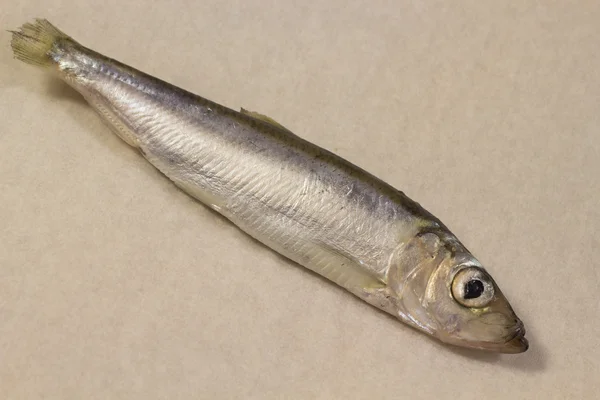 Fish herring on gray — Stock Photo, Image