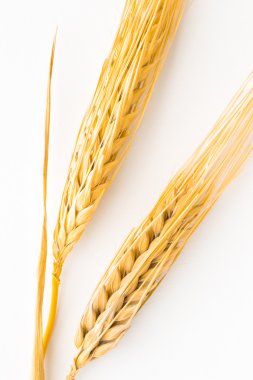 Beyaz arka plan üzerinde iki arpa dal. Üstten Görünüm