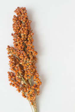 Sprig of sorghum on  white background clipart