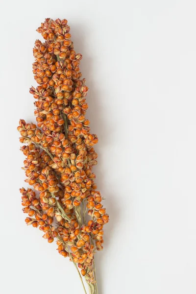 Espiral de sorgo sobre fondo blanco — Foto de Stock