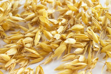 Dal yulaf yakın çekim