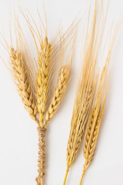 Bir ip ve iki arpa dal ile buğday üç spikelets bağlı