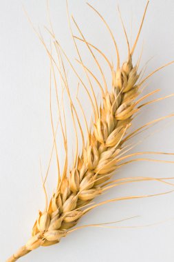 Beyaz arka plan üzerinde buğday spikelet. Yakın çekim. Üstten Görünüm