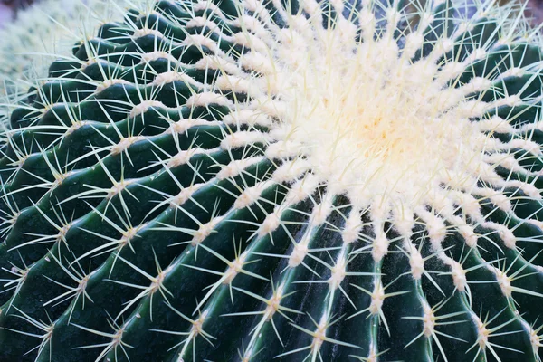 Doornen Cactus closeup — Stockfoto